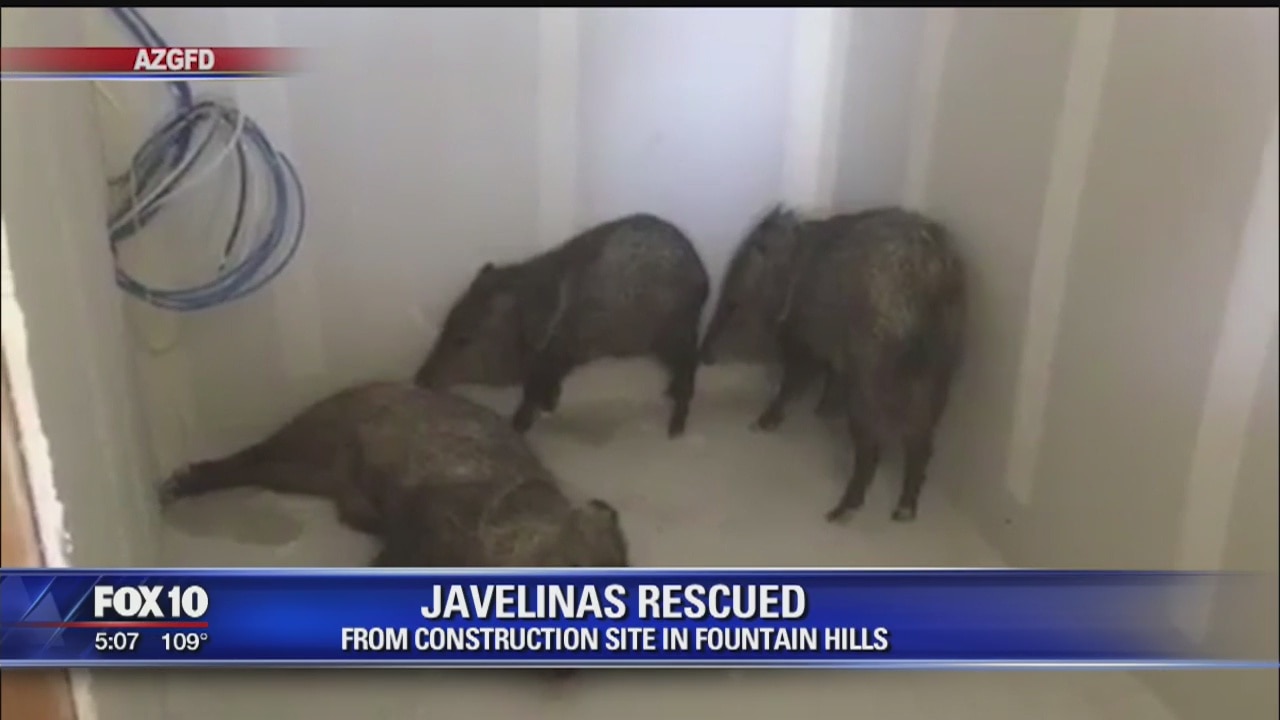 Trio of javelina found on 4th floor of Fountain Hills building