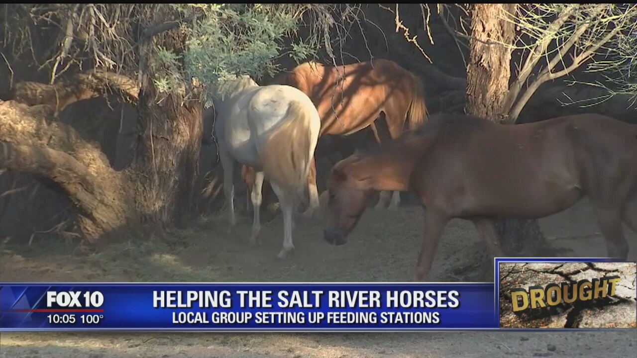 Valley group working to protect wild horses during drought