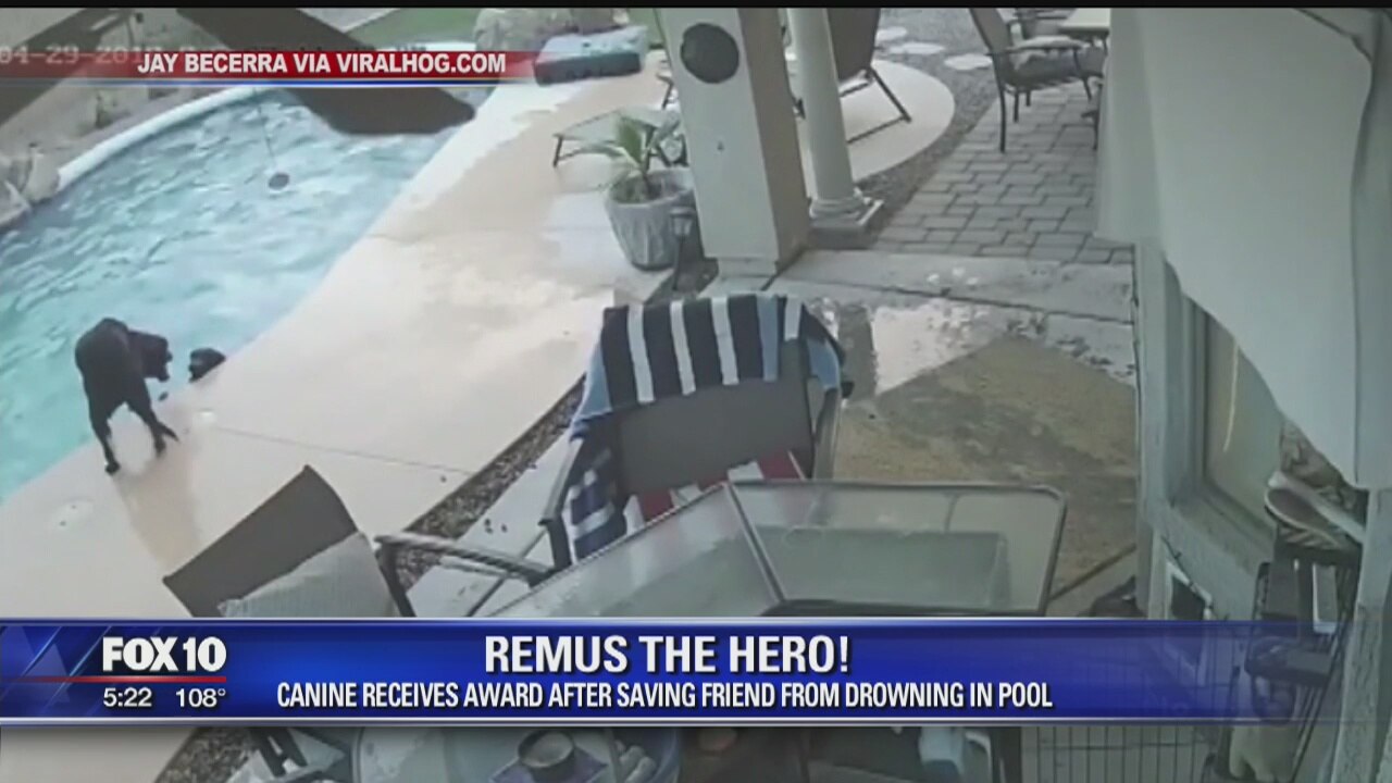 Hero Mesa dog caught on camera saving friend gets award