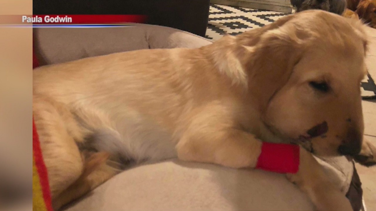 Dog protects owner from snake bite