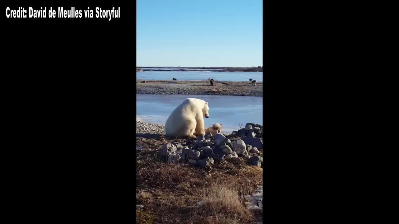 WATCH: Friendly Polar bear pets dog