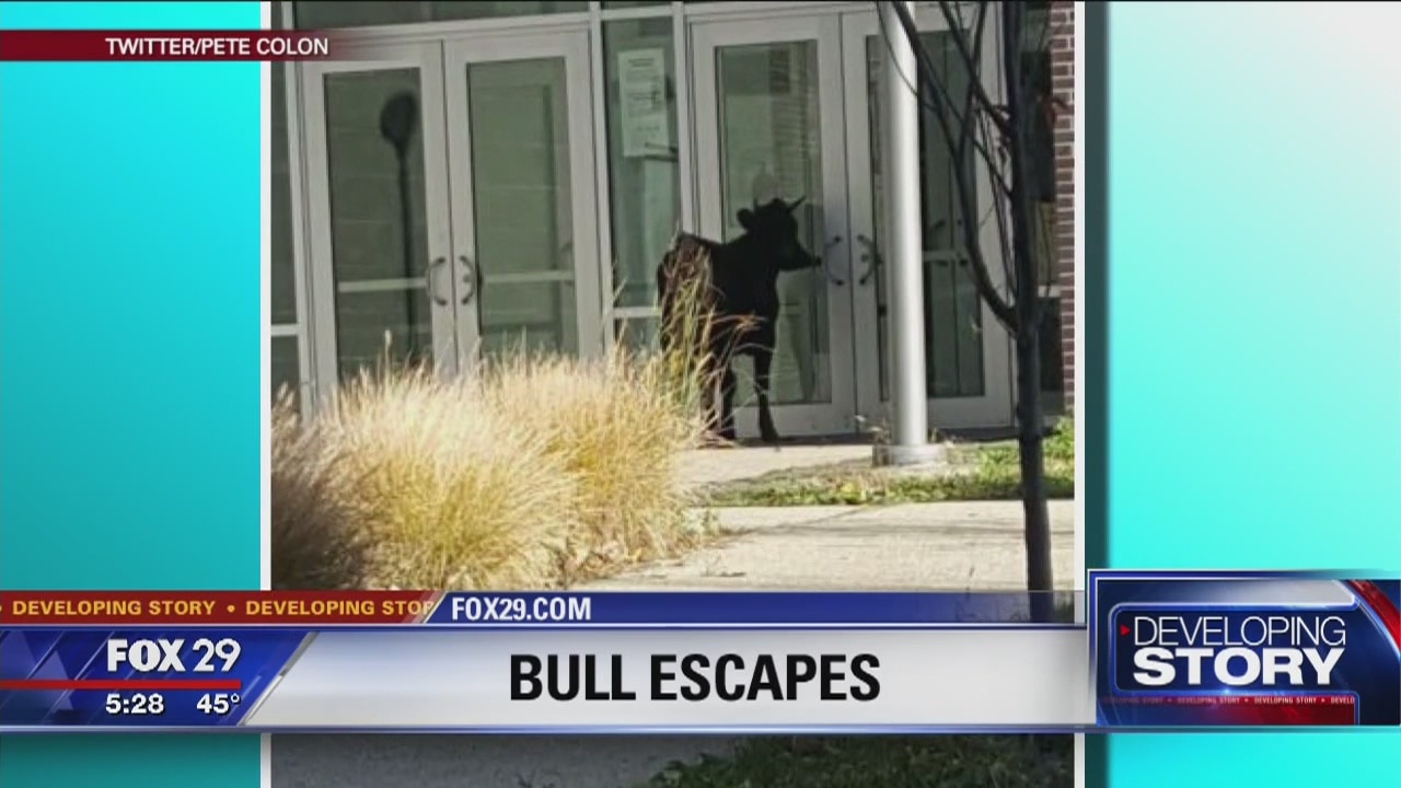 Bull escapes slaughterhouse, runs loose before being shot