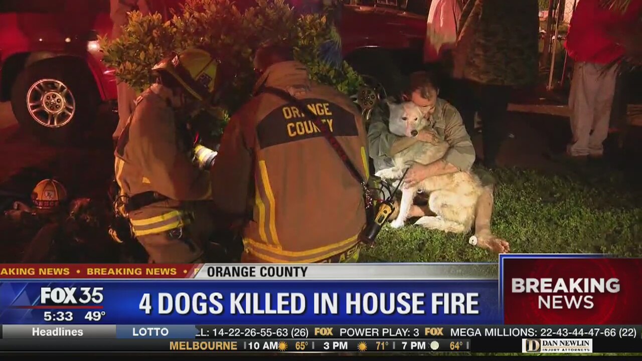 Four dogs killed in house fire