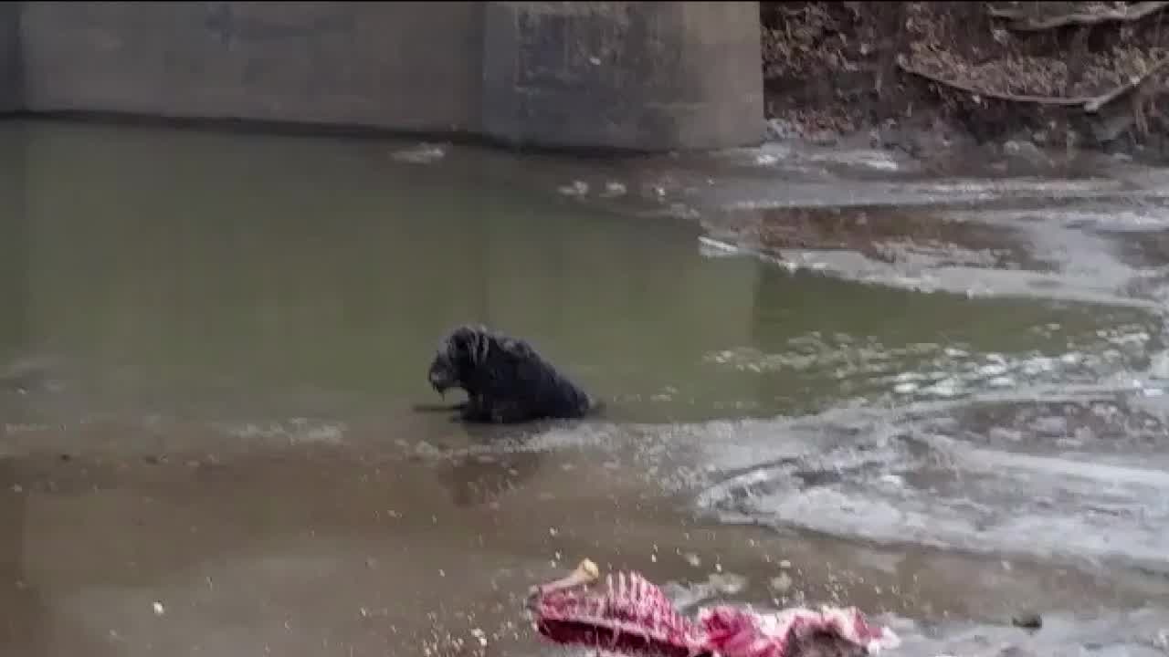 WATCH: Firefighters rescue dog from frozen river