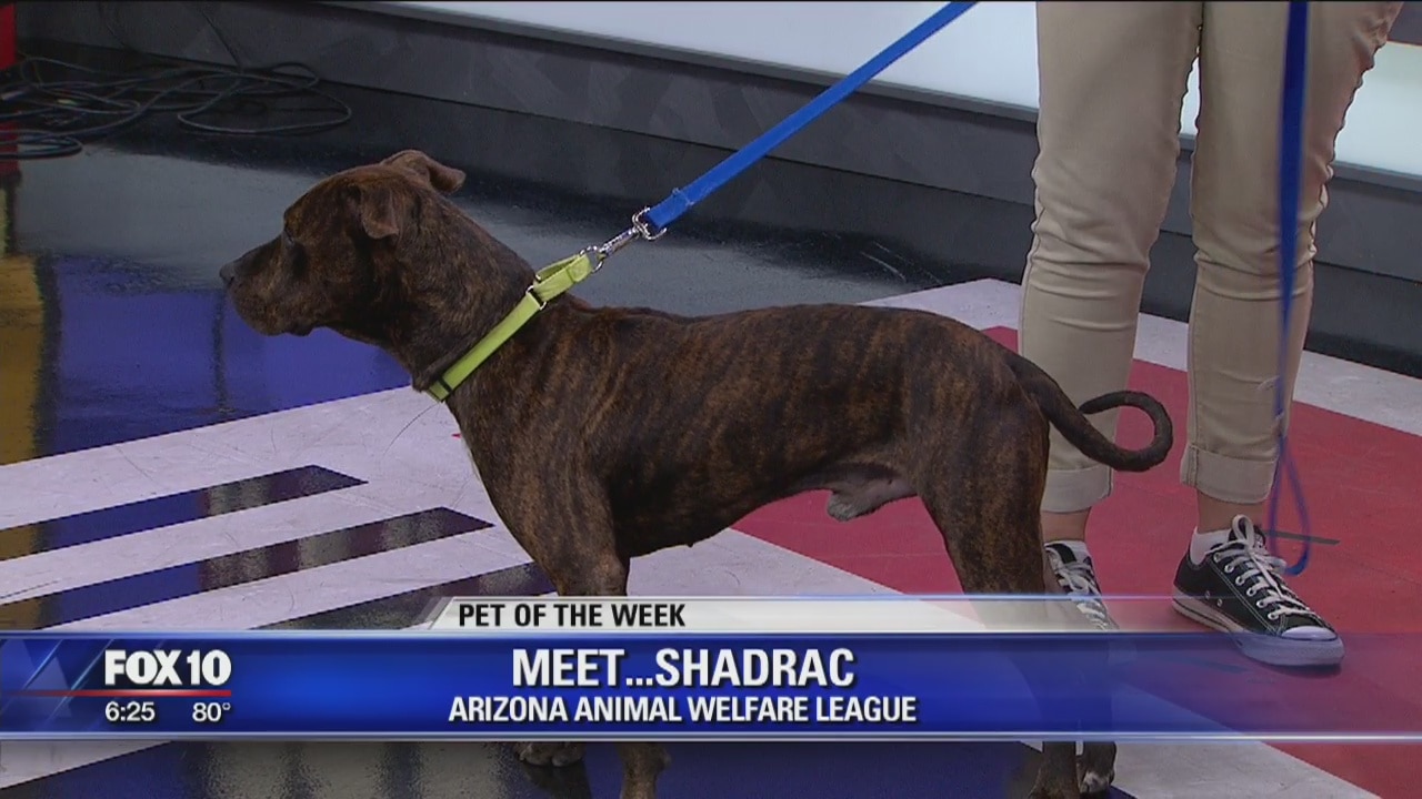 Pet of the week - 9/29/18