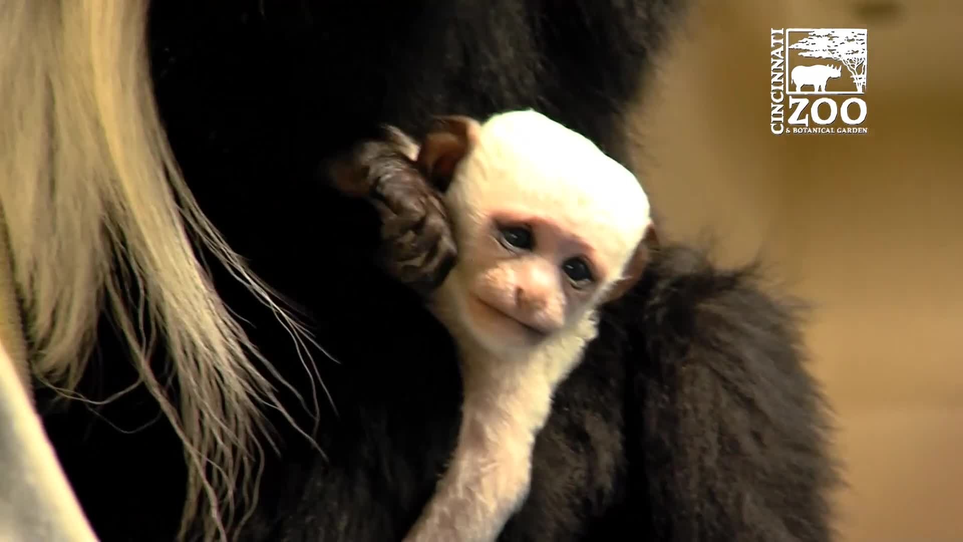 1st baby of 2017 born at Cincinnati Zoo bonds with mom
