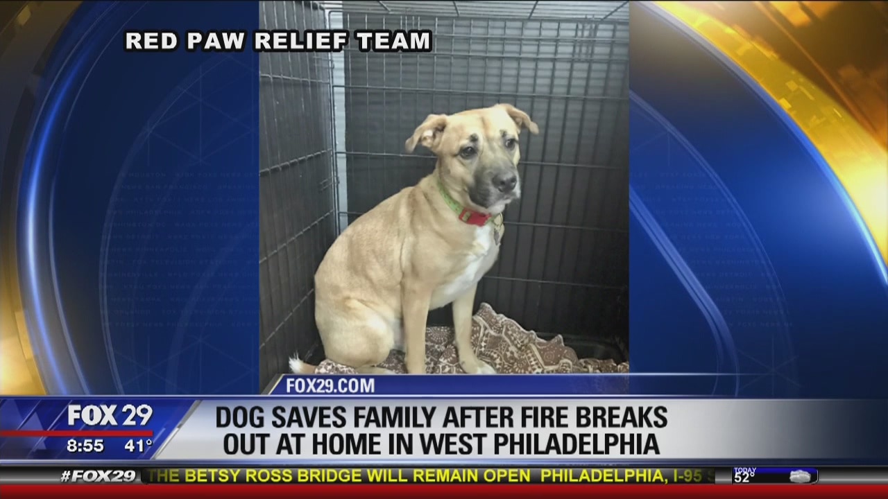 Shephard/Pit Bill mix Jack licked family?s faces to wake them during fire