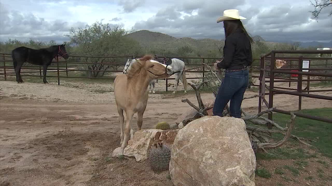 Mila the mustang thriving in new home