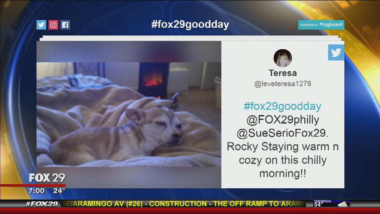 Good Day recognizes National Puppy Day with your pics