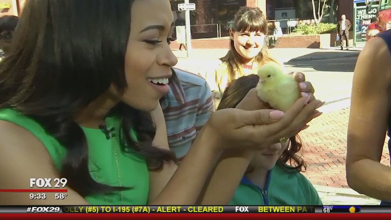 Getting ready for Saturday?s Farm & Food Fest, & it includes chicks & goats!