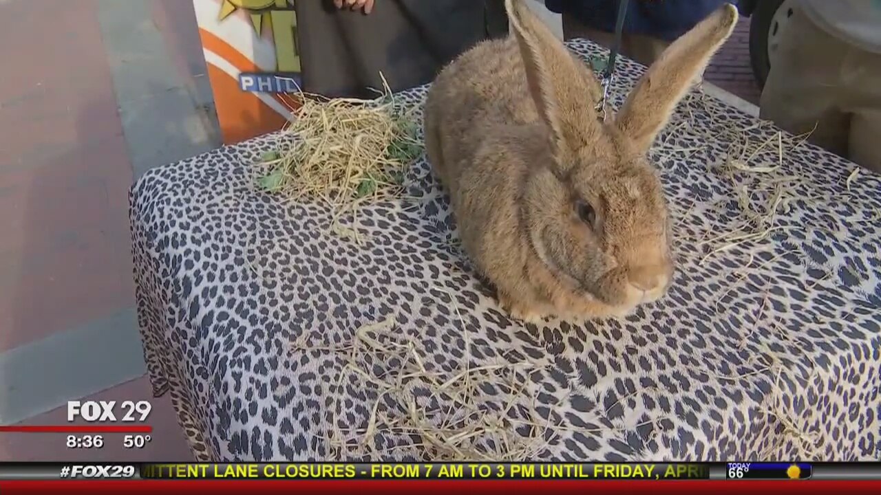 Sue Meets Some Rather Large Rabbits!