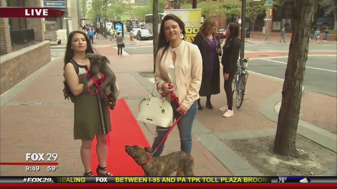 No Project: ?Rescued on the Runway? luncheon for dogs on April 23