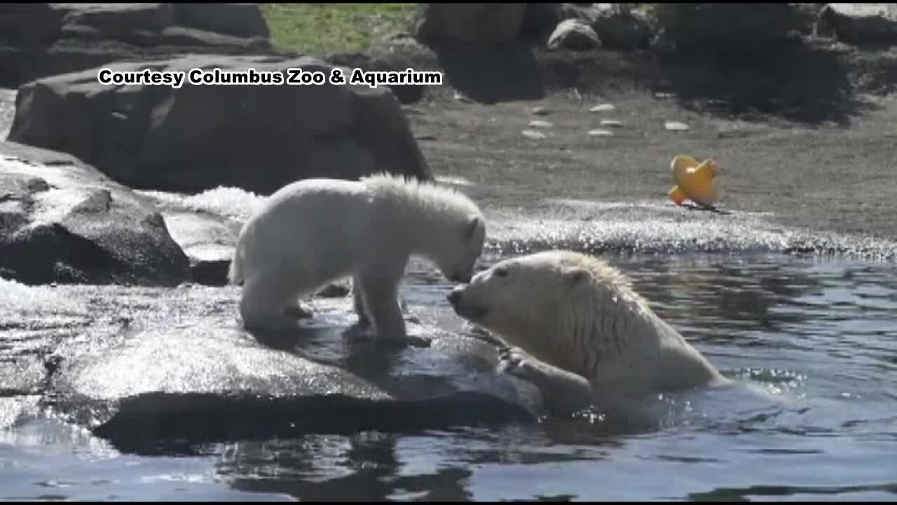 5-month-old polar bear cub gets shown for the first time
