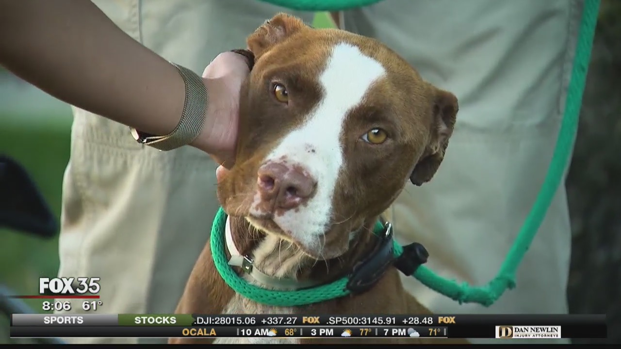Florida man facing charges for animal neglect