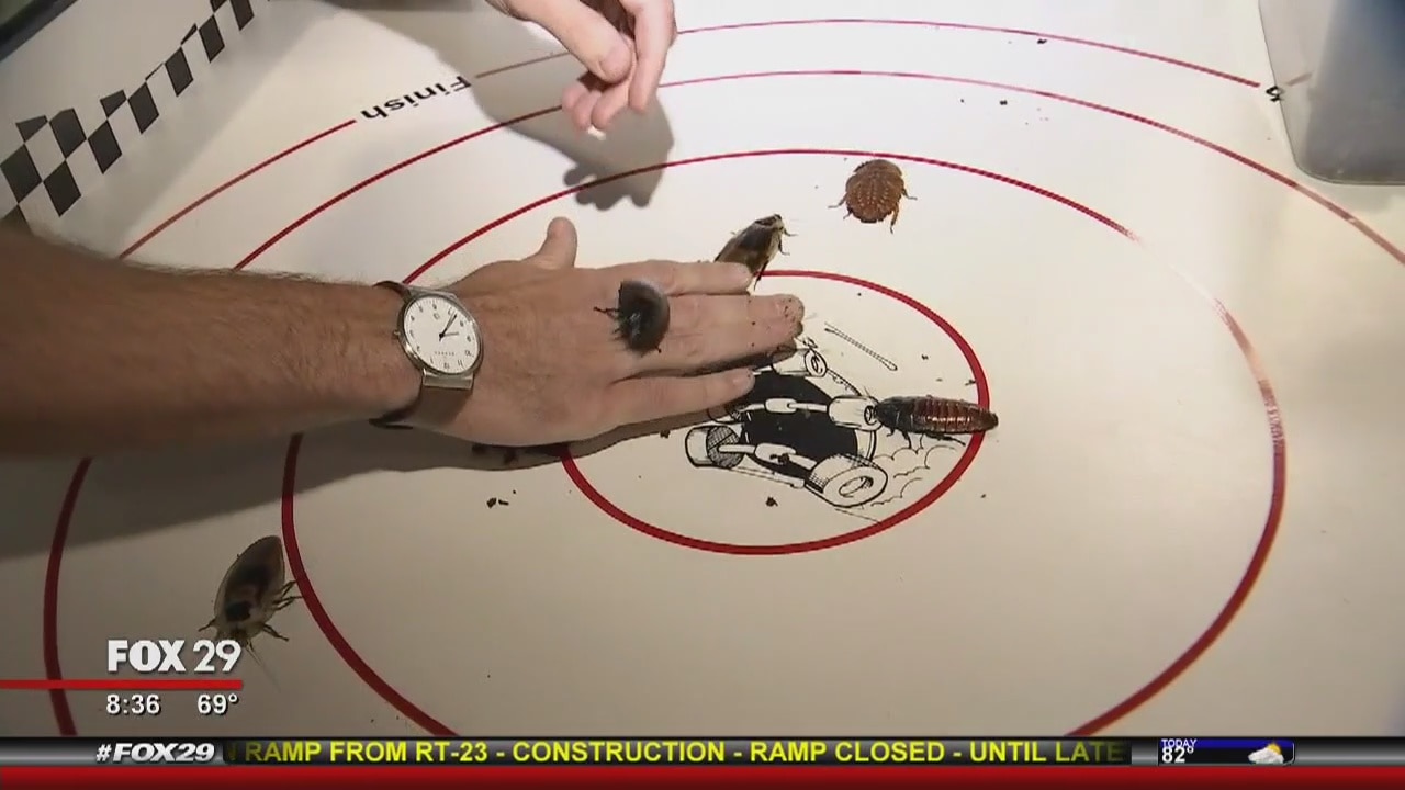 Roach racing, in the name of bug education