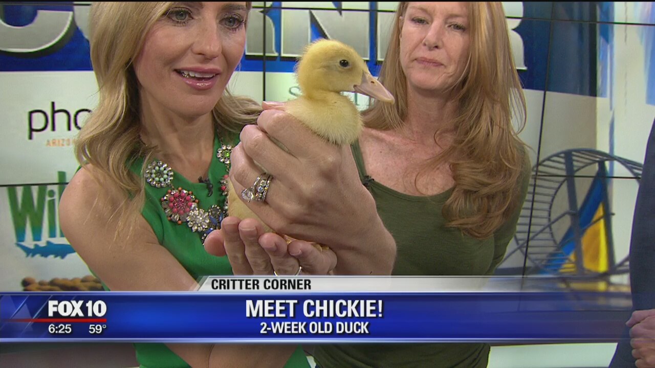 Critter Corner 3/17/19