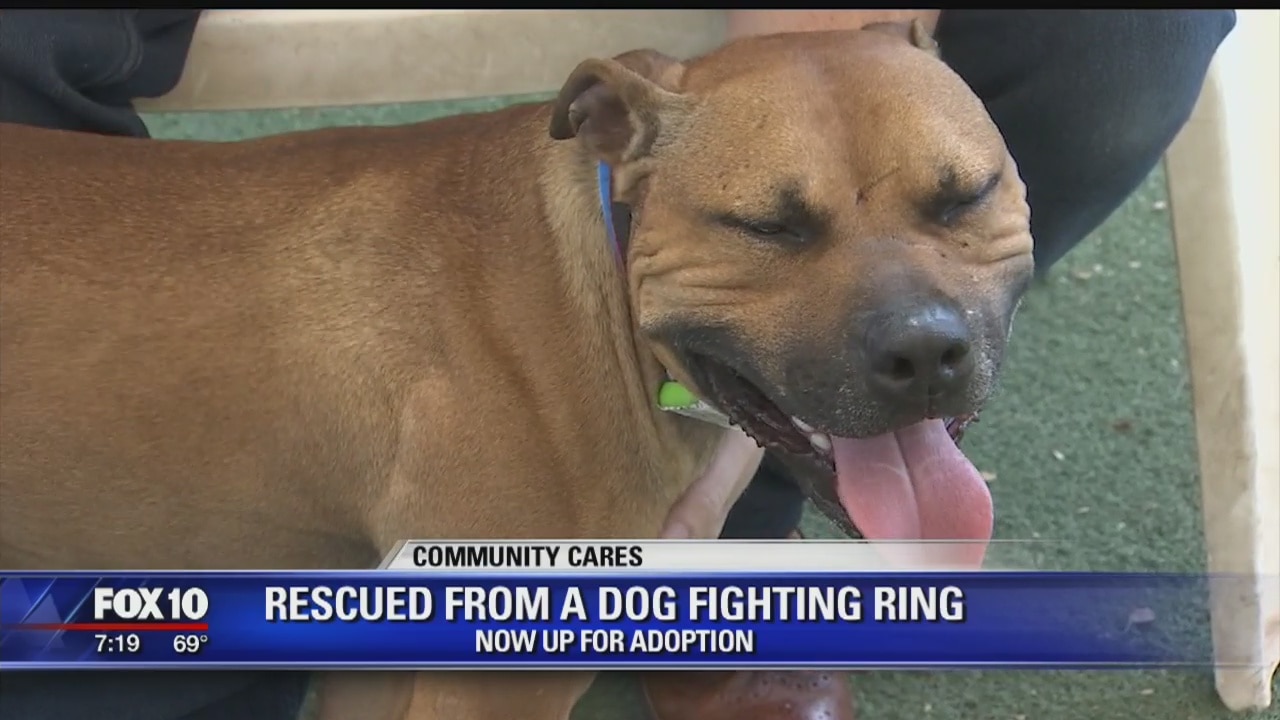 Dog rescued from fighting ring now looking for a home