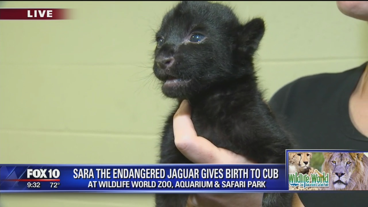 Endangered jaguar at Wildlife World Zoo gives birth to cub
