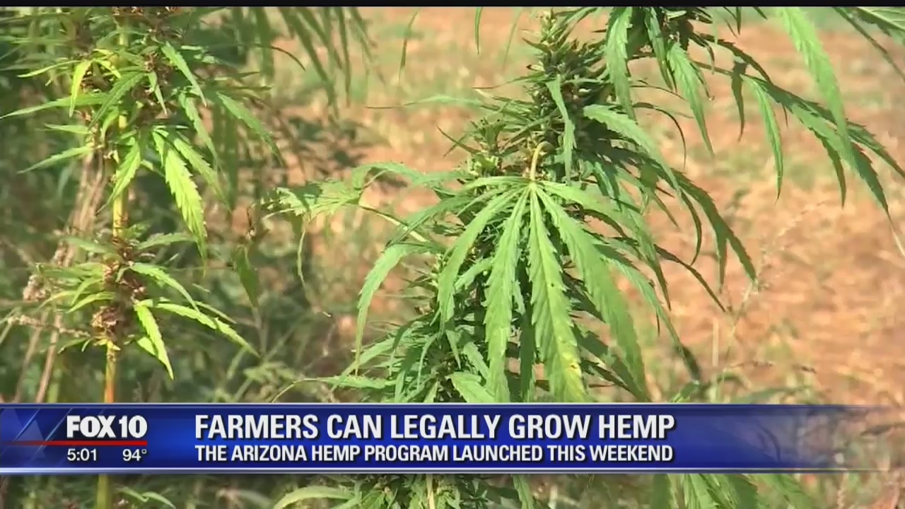 Farmers are now able to legally grow hemp in Arizona