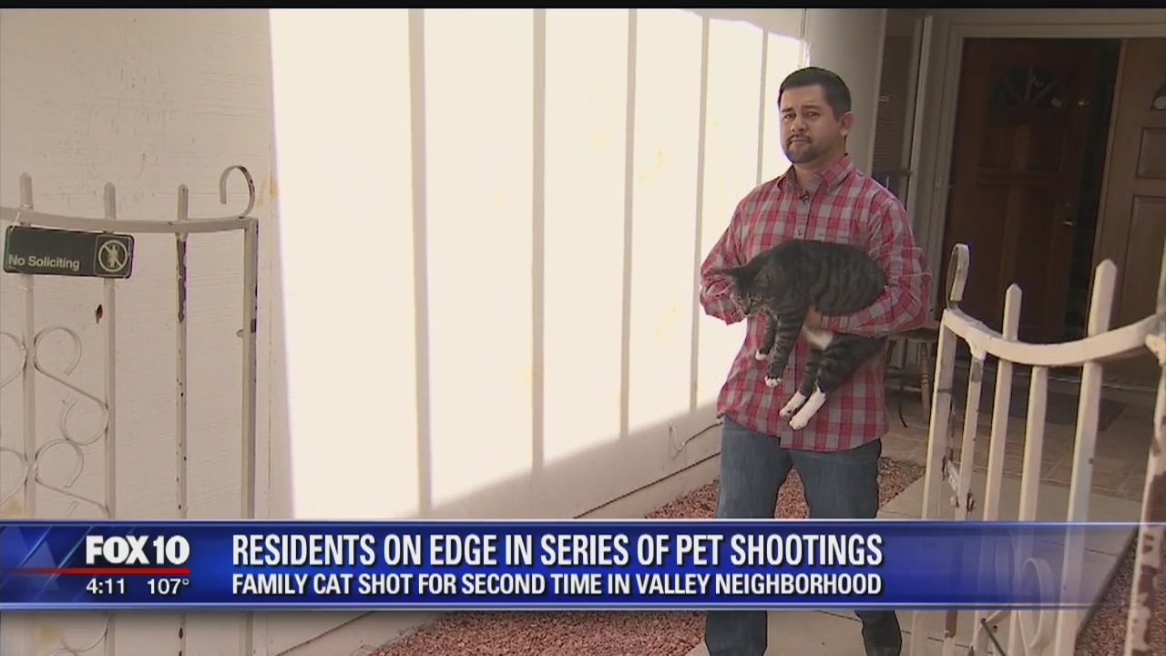 Pets shot in North Phoenix neighborhood