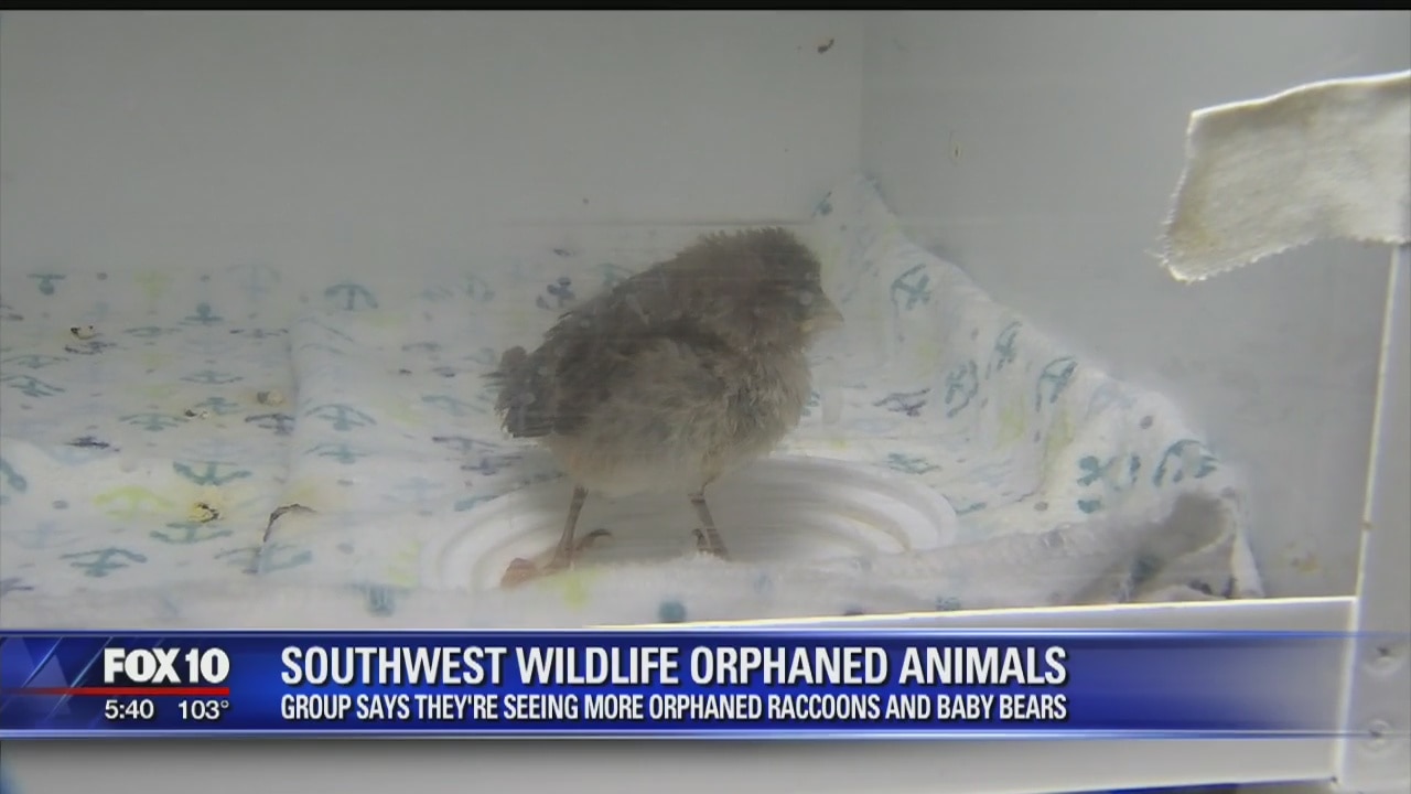 Increase in orphaned animals at rescue