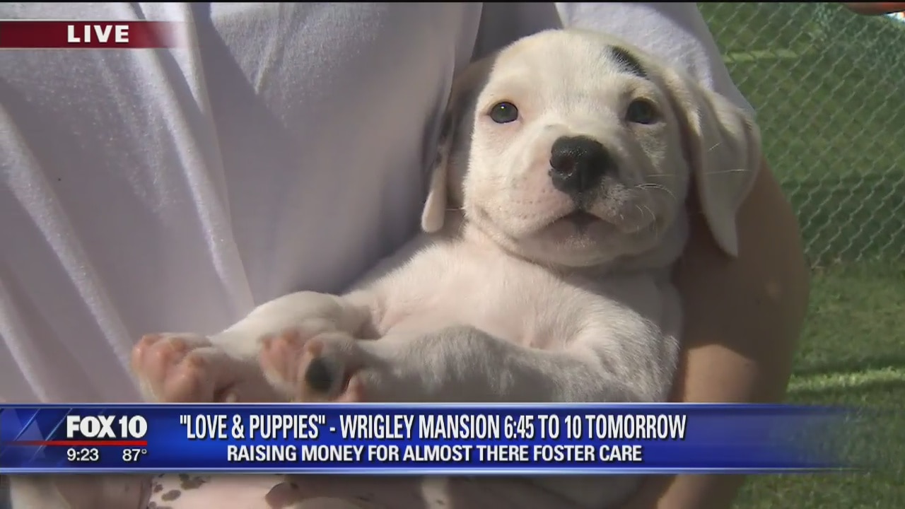 Love and puppies event