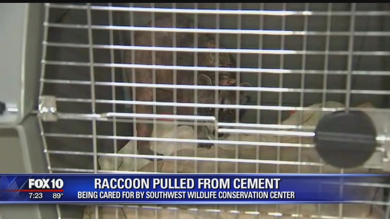 Animal rescue saves raccoon stuck in cement