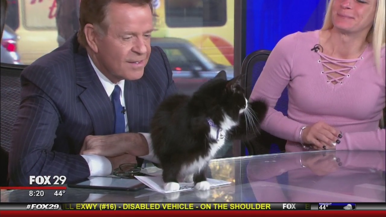 Stinky the cat stops by Good Day after leg amputation