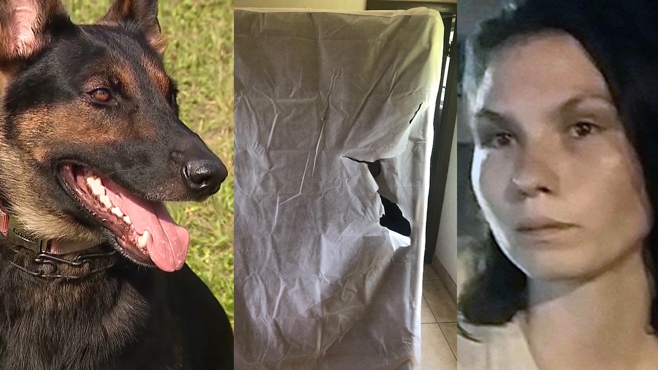 K9 tracks down suspect hiding in box spring
