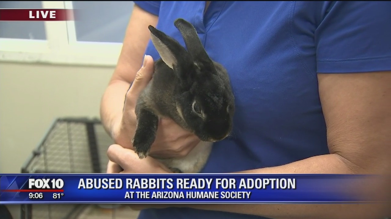 Abused rabbits now ready for adoption at Arizona Humane Society