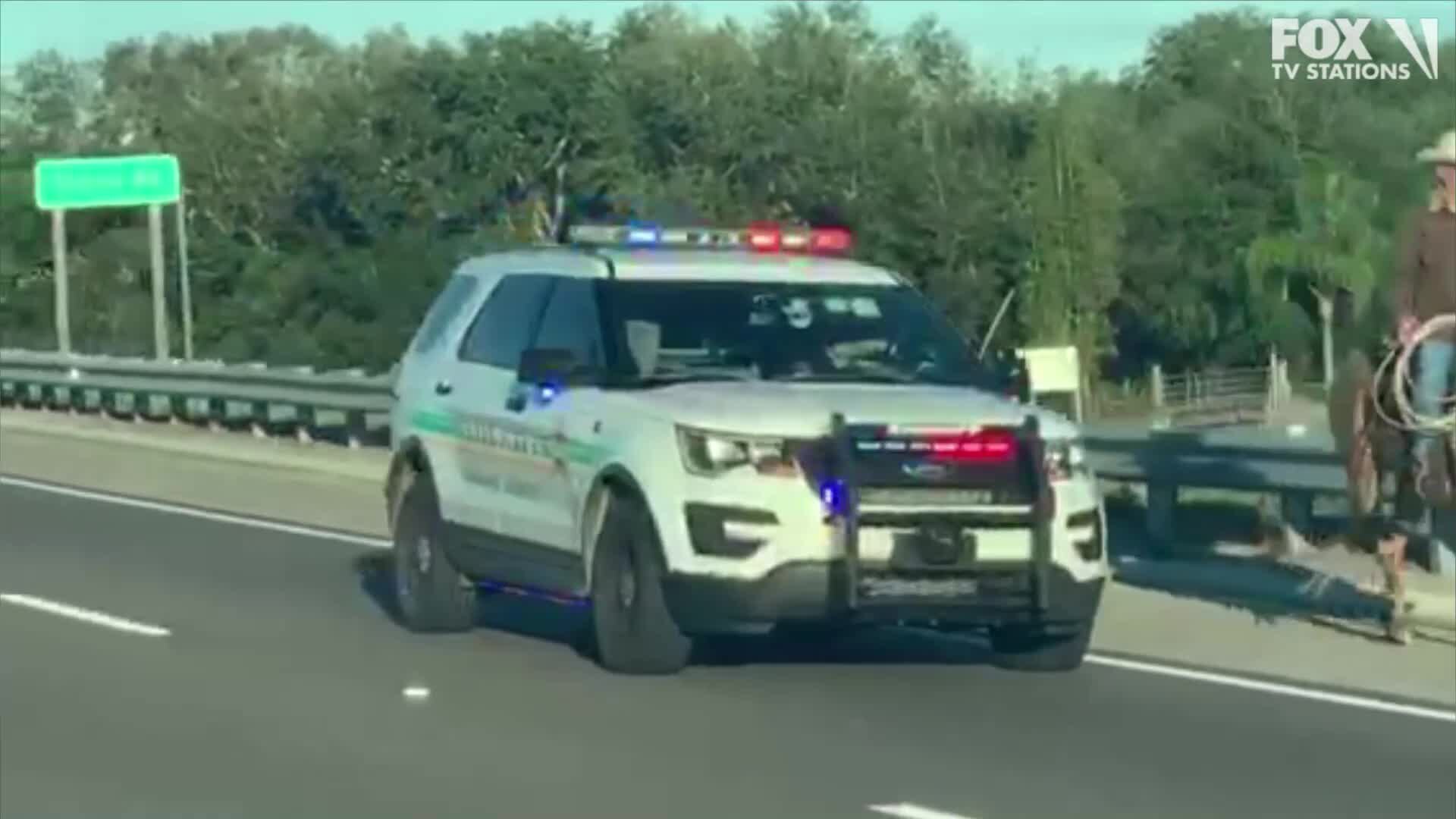 Cows run through Florida highway
