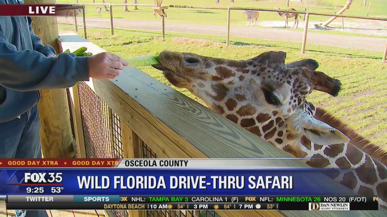 David Does It: Wild Florida drive-thru safari