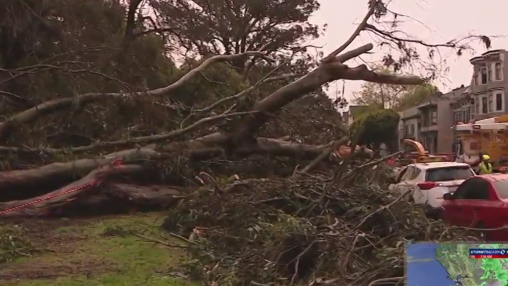 Massive tree falls on cars near Golden Gate Park