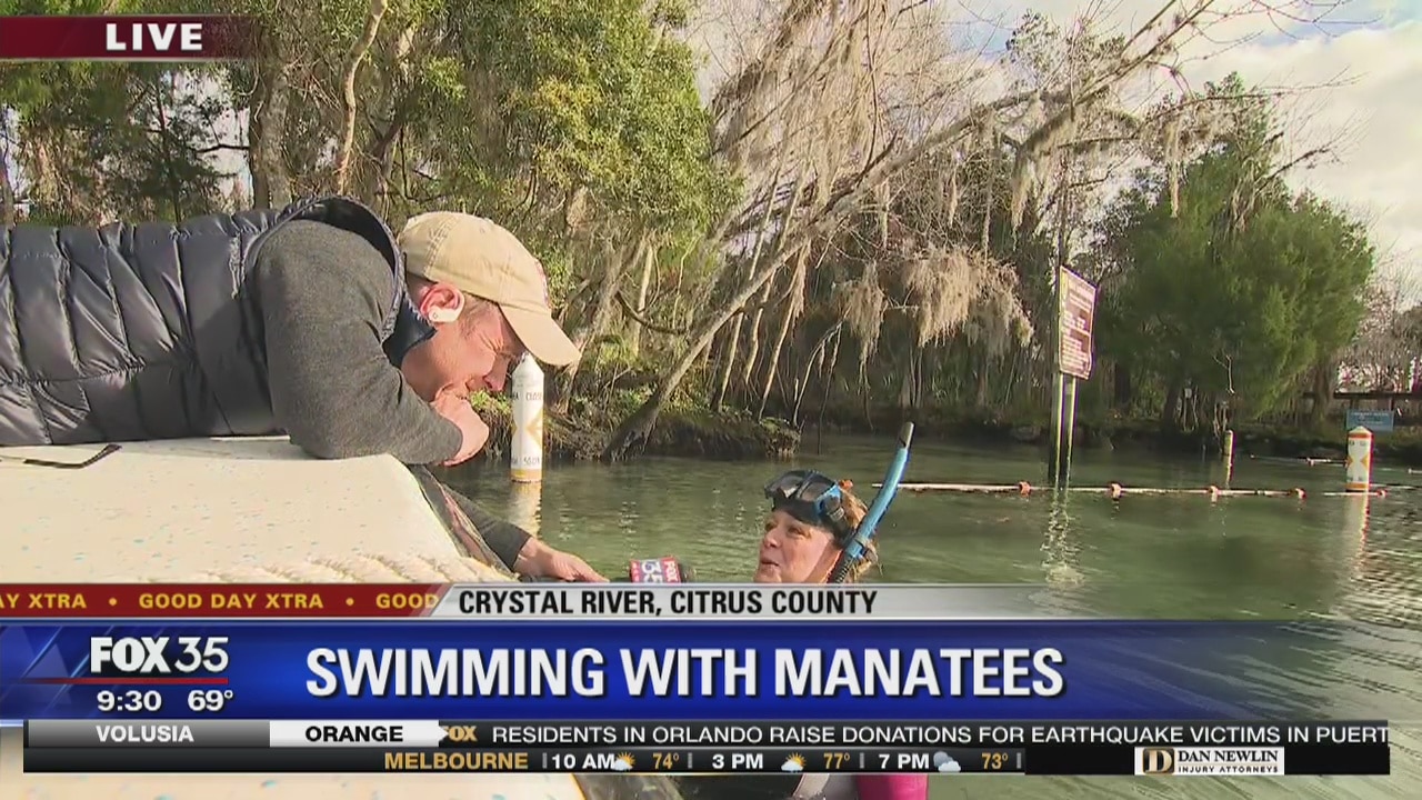 David Does It: Swimming with Manatees