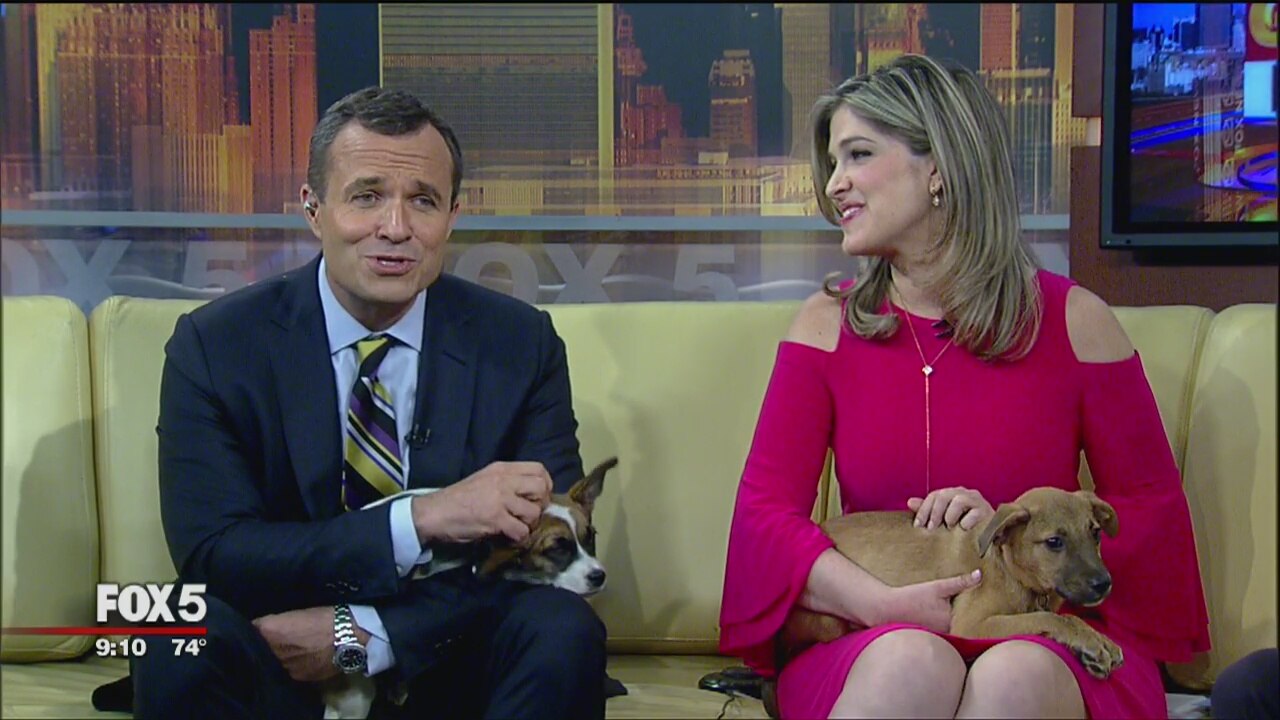 Adopt a Pet on Friends On Us Fridays