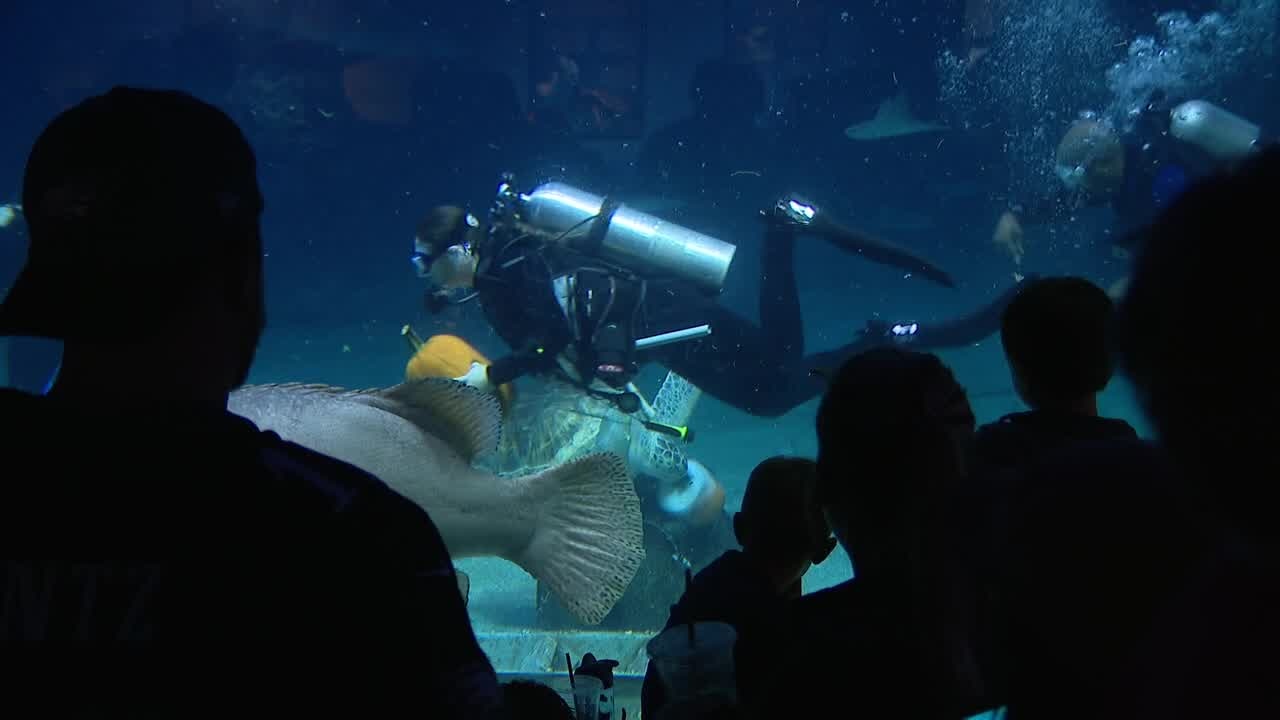 Adeventure Aquarium celebrates autumn arrival
