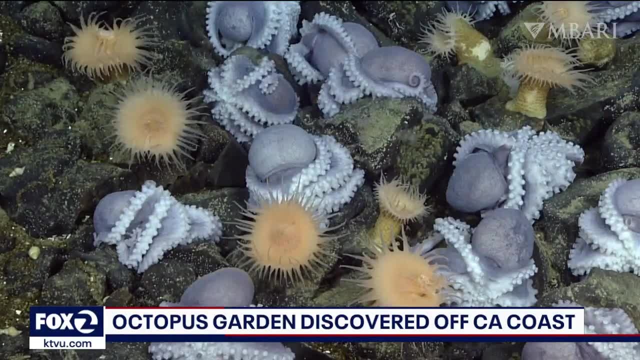 More than 6,000 octopuses gathered off the coast of California in unusual congregation