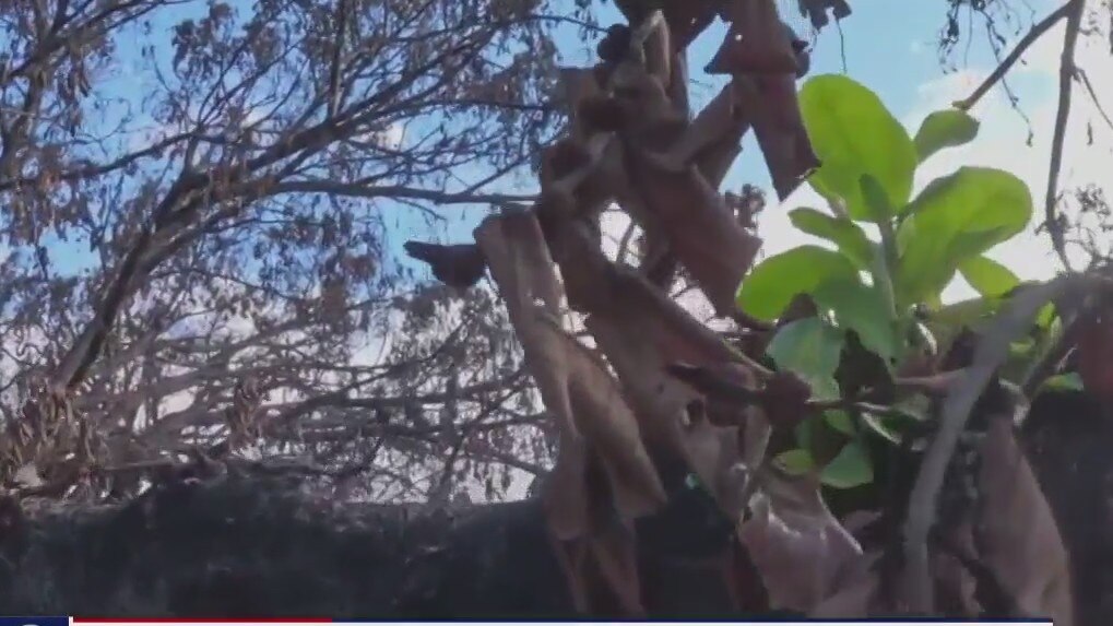 Maui's banyan tree expected to survive, death toll 97