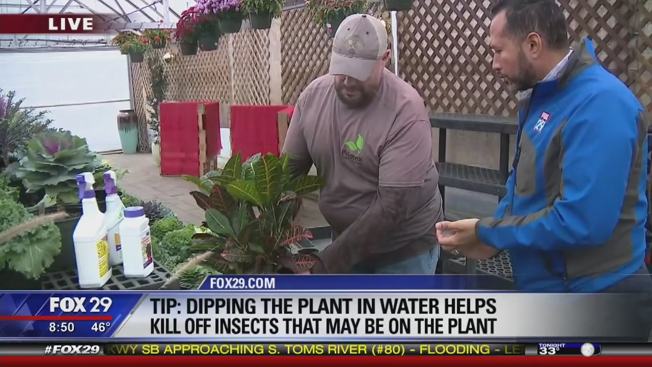 Tips for winterizing your plants and shrubs