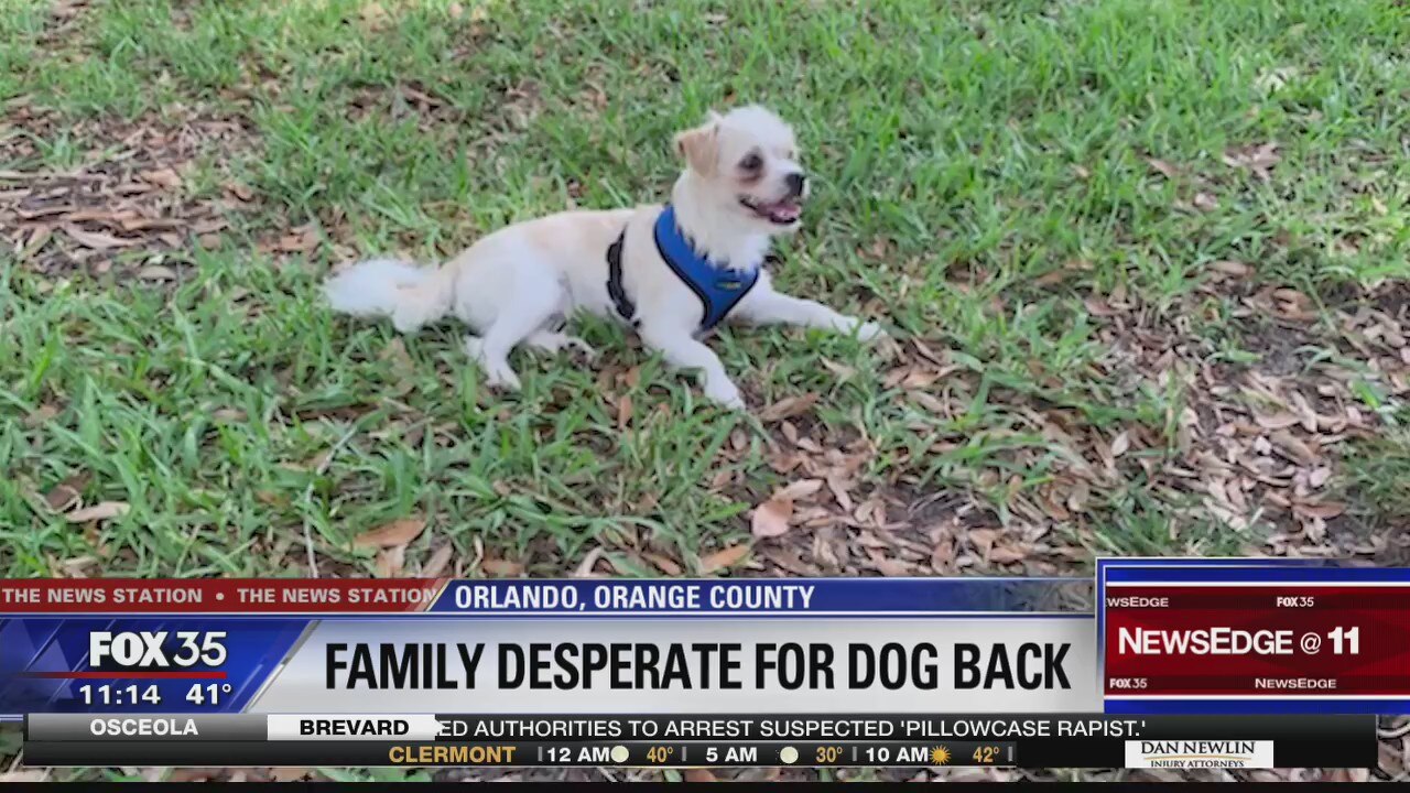 Family desperate to get dog back