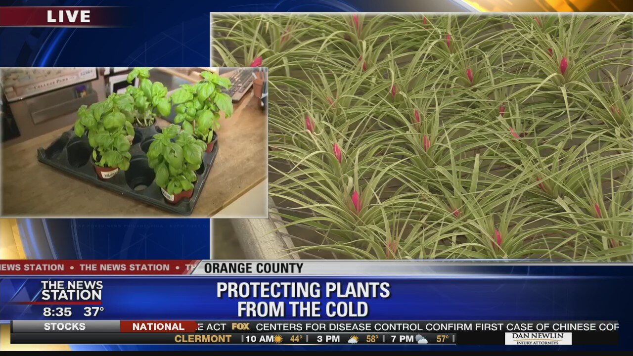 Protecting plants from the cold
