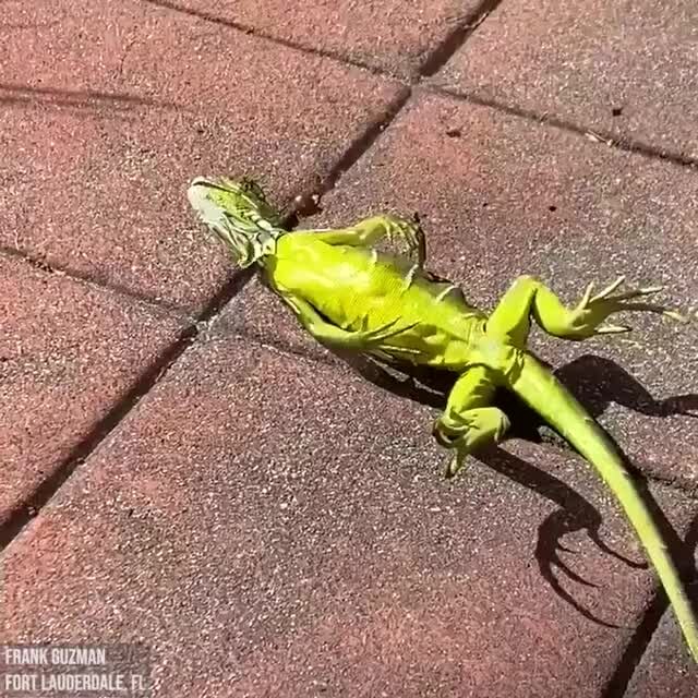 Cold iguanas warm up after Arctic blast