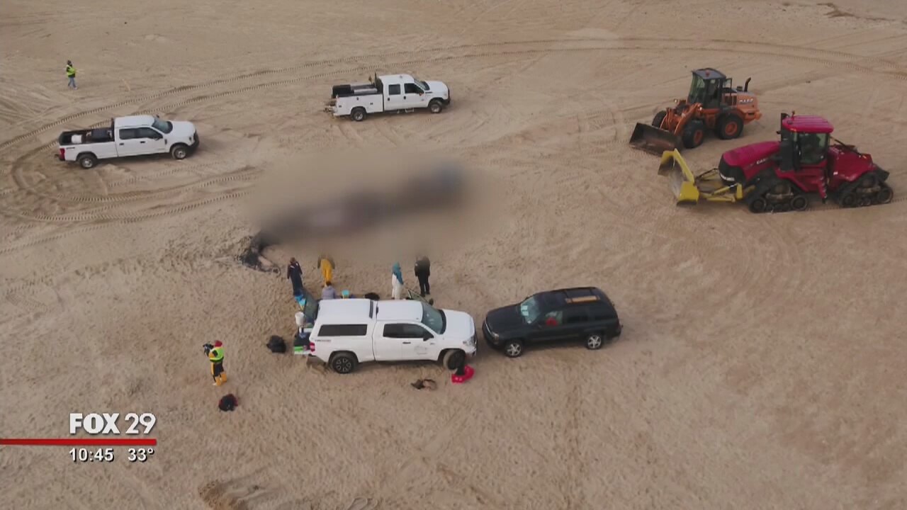 Hank's Take: Dead whale washes ashore on Delaware beach