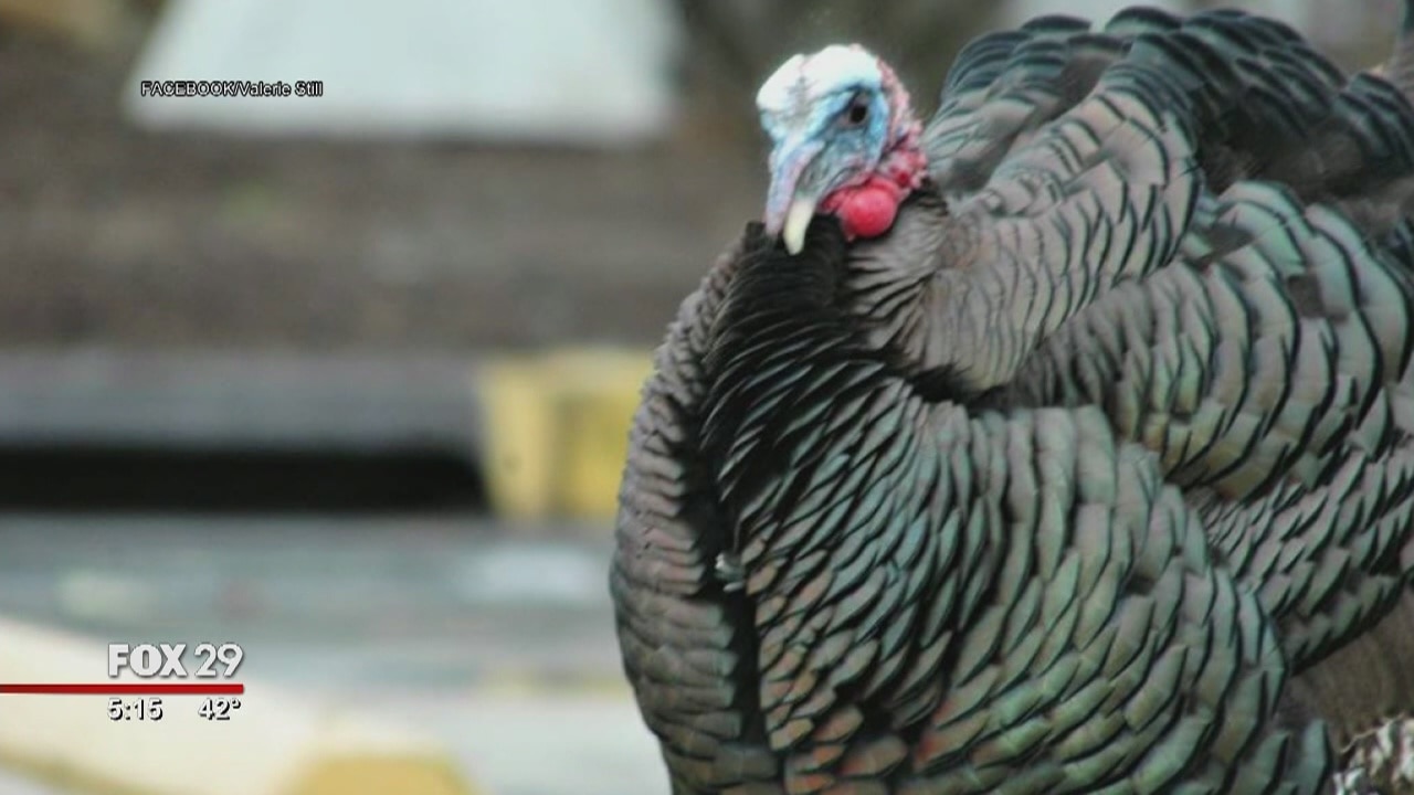 South Jersey town searches for popular Wawa turkeys