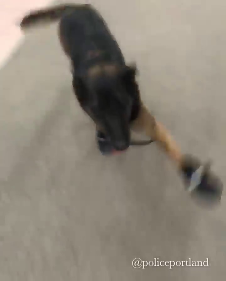 Snow-ready police dogs test out winter boots