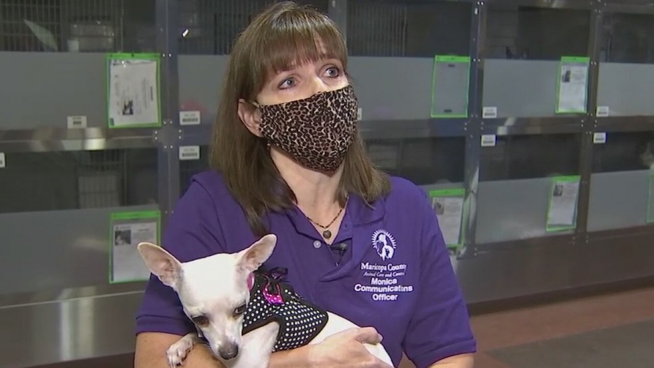 Maricopa County Animal Care and Control adopts out lots of animals during weekend event