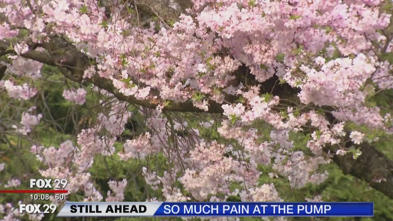 Allergy season in full swing
