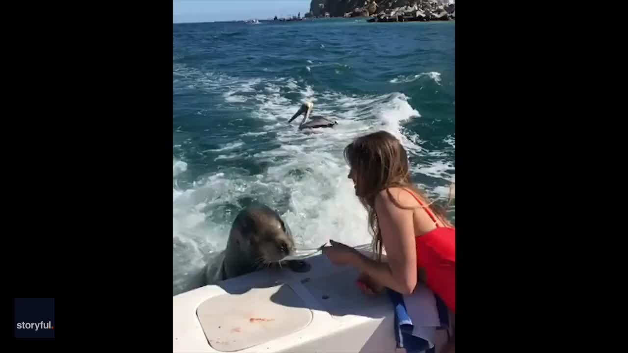 Tourist feeds sea lion that hitched a ride on boat