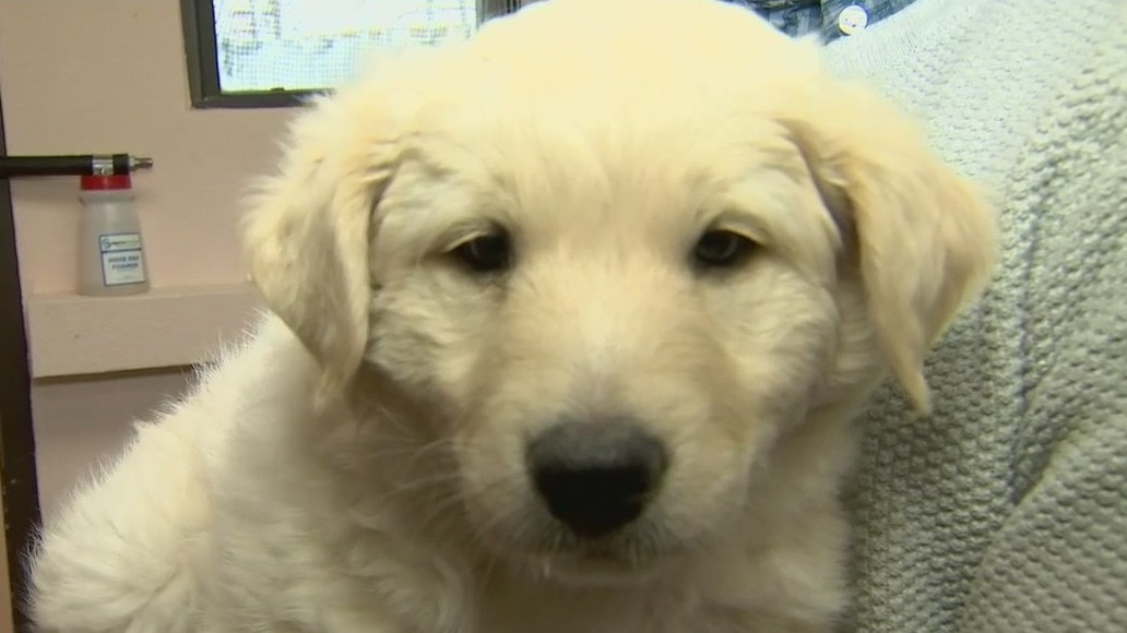 Arizona Animal Welfare League sees influx of puppies who need forever homes