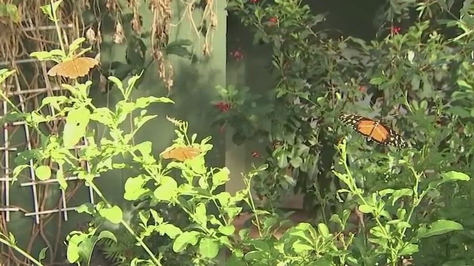 Families affected by autism hosted by Butterfly Wonderland